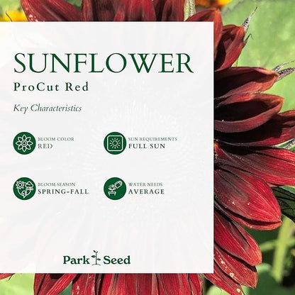 Park Seed ProCut Red Sunflower Seeds – Deep Red 4-Inch Blooms with Brown Centers, Easy to Grow Spring Variety, Ideal for Cutting & Wildlife Gardens, Pack of 50