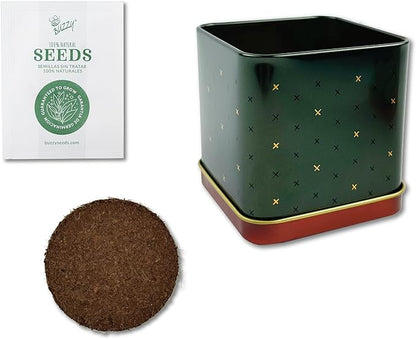 BUZZY Seeds Holiday Spruce Square Tin Grow Kit 2-Pack – Indoor Mini Spruce Tree Starter Kit for Plant Lovers – DIY Gardening, Stocking Stuffers, Party Favors, and Classroom Projects