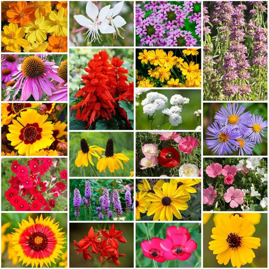 Park Seed Grow Your Own Vibrant Annual and Perennial Wildflower Garden Seeds Mixture, Easy to Grow Varieties for Pollinators and Spring Gardens - Southeast Regional Mix, 1/4 lb