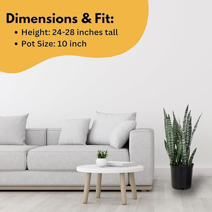 United Nursery Sansevieria Zeylanica Live Indoor Snake Plant 26-32 Shipping Size Shipped Fresh in 9.25 Grower Pot