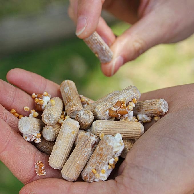 North Spore Organic Chicken of The Woods (100 ct) Mushroom Plugs for Logs | Premium Mushroom Plug Spawn | Handmade in Maine, USA | Grow Gourmet Mushrooms Outdoors on Logs | Laetiporus sulphureus