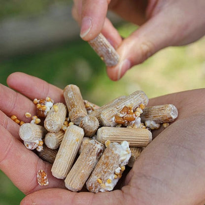 North Spore Organic Chicken of The Woods (100 ct) Mushroom Plugs for Logs | Premium Mushroom Plug Spawn | Handmade in Maine, USA | Grow Gourmet Mushrooms Outdoors on Logs | Laetiporus sulphureus