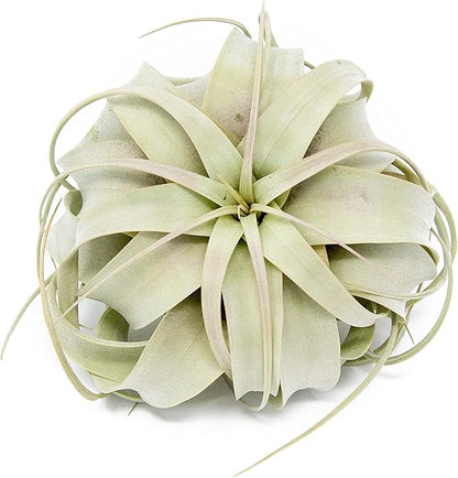 Large Xerographica Air Plants 5 to 7 Inch Wide - Air Plants Live Tillandsia Succulent House Plants Holders - Available in Wholesale/Bulk - Home and Garden Decor - Easy Care Indoor/Outdoor Plants(1 PC)