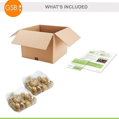 Garden State Bulb Fosteriana White Emperor Tulip Flower Bulbs, 12/+ cm, Fall Planting (Bag of 50)