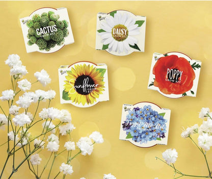 BUZZY Seeds Mini Terracotta Pots 12-Pack with Plant Seeds, Poppy, Sunflower, Daisy, Cactus and Forget Me Not, All-in-One Seed Starter Kit, Indoor Outdoor Gardening Gift, Wedding Favors