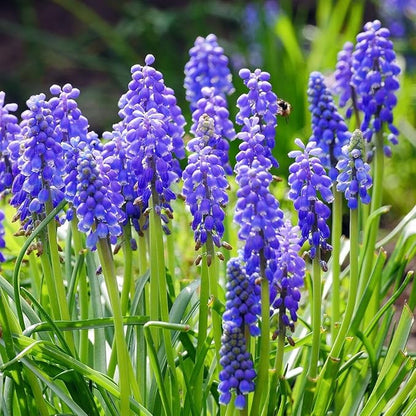 Blue Garden Flower Collection – 40 Bulbs | Rare Spring Blooming Perennials: Purple Alliums, Blue Tulips, Muscari, Anemone | Attracts Butterflies & Bees – Zones 3–9