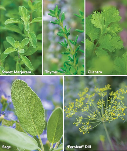 Burpee Culinary Classics Garden Collection 10 Packets of Non-GMO Chives, Cilantro, Basil, Sage, Thyme, Dill, Parsley, Chamomile, Marjoram & Oregano | Kitchen Herb Variety Pack, Seeds for Planting