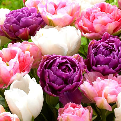 10 Tulip Bulbs for Fall Planting Bulk, Tulip Bulb, Perennial Flower Bulbs for Garden Growing, Tulip Bulbs Bulk (Double Mix)