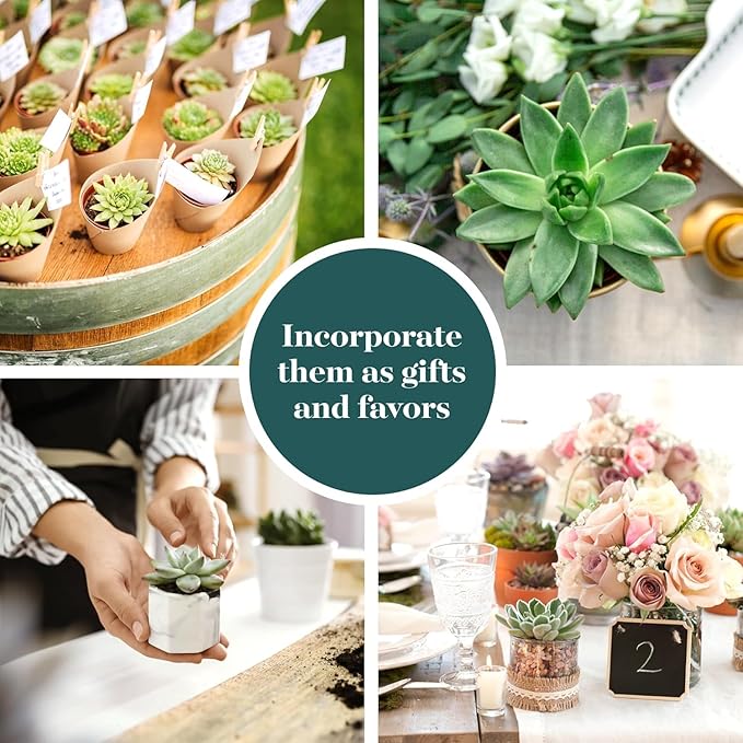 Shop Succulents Rosette Succulent Plant Pack Collection - Live Mini Succulent Plants, Low Maintenance, Floral Shaped Mix of Colors & Textures - Wedding and Party Favors, Gift & Garden, Pack of 32