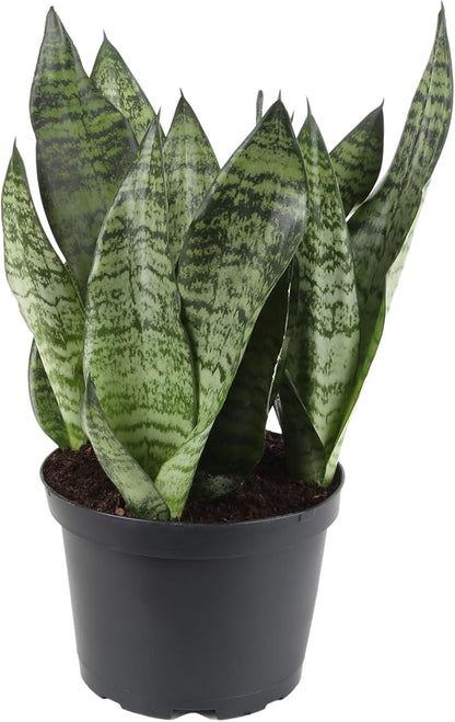 GARDENERA Premium Snake Plant Potting Soil Mix - 20 Quart - Green Sansevieria Trifascatia Zeylanica Plants, Plant or Re-Pot Your Snake Plant (4 Bags of 5 Quart)