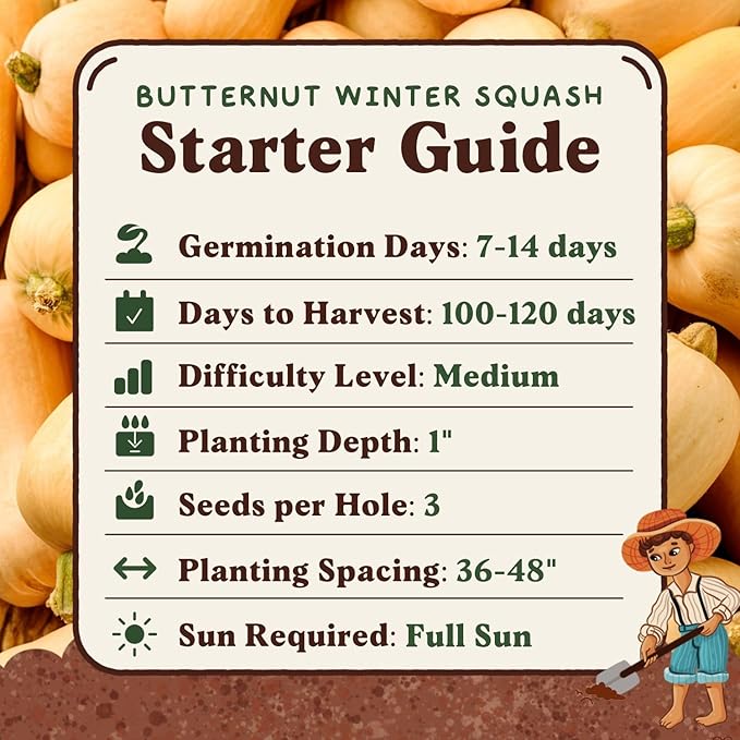 Seedboy Organic Winter Squash Seeds for Planting Indoor and Outdoor, Non-GMO and USDA Certified Vegetable Seed Packet for Hydroponic Garden Indoor or Planting Outdoors (Butternut Squash)