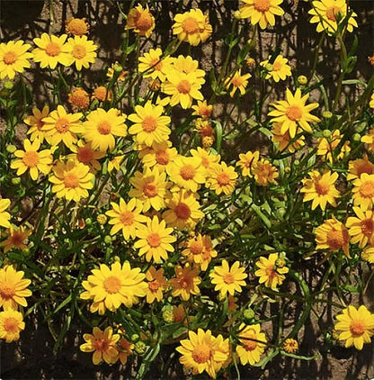 23,000 Goldfields Seeds - Carpet of Low Growing Yellow Daisy Type of Wildflower for Sandy and Dry Clay Soils