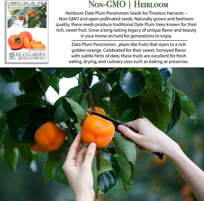 Date Plum Persimmon Tree Seeds (Diospyros Lotus) – 30+ Non-GMO & Heirloom Seeds, Exotic & Rare Fruit Tree, 80% Germination Rate, by Isla’s Garden Seeds, Unique Edible Landscape Addition