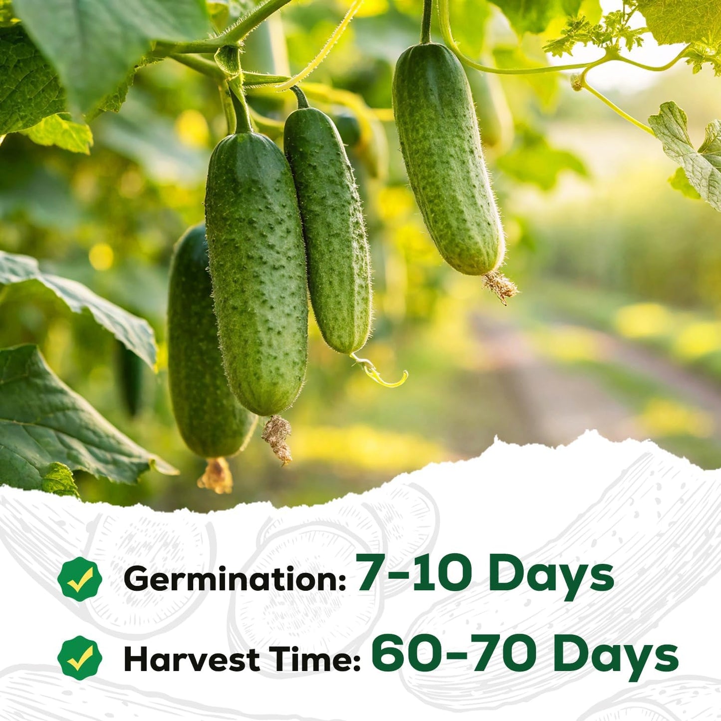 Marketmore Cucumber Seeds for Planting - 100 Seeds, Heirloom, Non-GMO Seed Packet - High Yield Slicing Cucumber for Home Garden, Indoor/Outdoor
