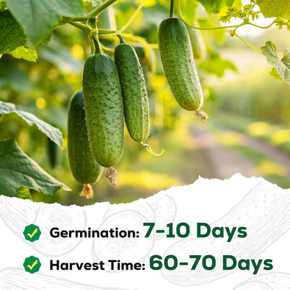 Marketmore Cucumber Seeds for Planting - 100 Seeds, Heirloom, Non-GMO Seed Packet - High Yield Slicing Cucumber for Home Garden, Indoor/Outdoor