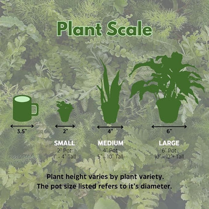 Fairy Castle Cactus, Acanthocereus Tetragonus, Night-Blooming Cereus, Triangle Cactus, 4 inch Pot