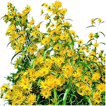 Park Seed Variety of Sunflower Plant Seeds, Easy to Grow, Perfect for Spring Garden, Prairie, Pack of 50