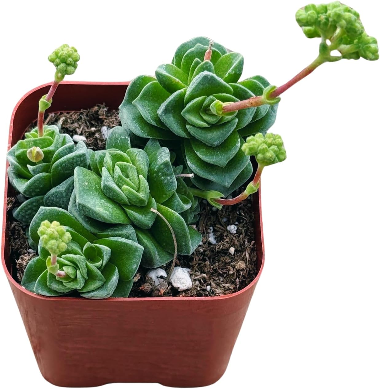 Succulents Plants Live 2inch Live Mini Succulent Plants, Easy Care House Plants Rooted in Succulent Soil Mix, by The Succulent Cult (Crassula Susannae *Rare*, 2 Inch)