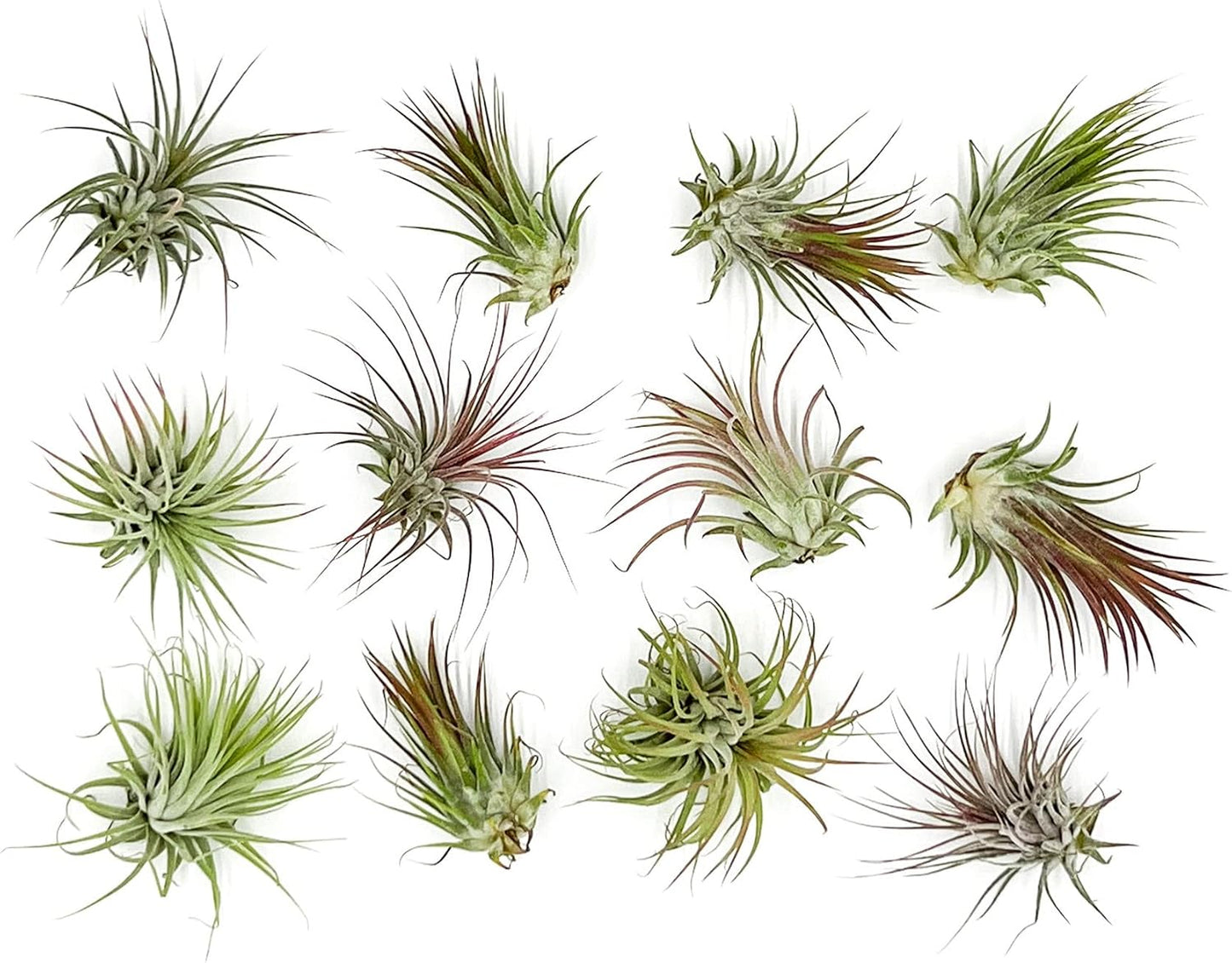 ragnaroc Air Plants - Tillandsia Ionantha Pack, Regular 1-3" - 12ct - Live Arrival Guaranteed - House Plants for Home Decor & Gift