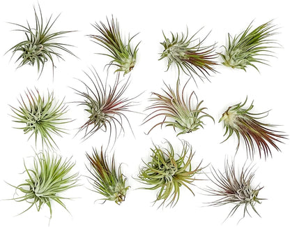 ragnaroc Air Plants - Tillandsia Ionantha Pack, Regular 1-3" - 12ct - Live Arrival Guaranteed - House Plants for Home Decor & Gift