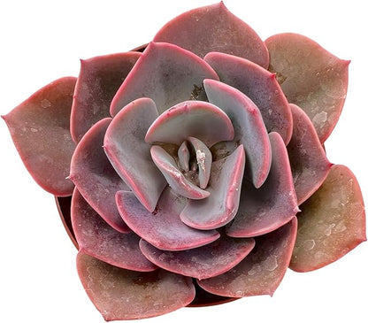 Sprout N Green Live Echeveria 'Dusty Rose', 1 Pack Rare Mini Succulent Plant Fully Rooted in 4" Pot, Real House Plant for Indoor Outdoor Home Office Wedding Decoration Party Favor