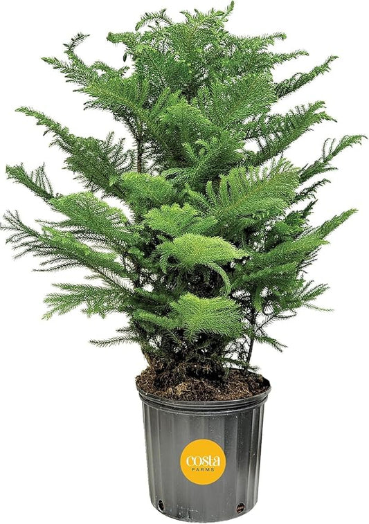 Costa Farms Live Christmas Tree, Large Norfolk Island Pine in Nursery Plant Pot, Potting Soil, Indoor Decor, All Seasons Christmas Gift or Room Decor, 3 Feet Tall