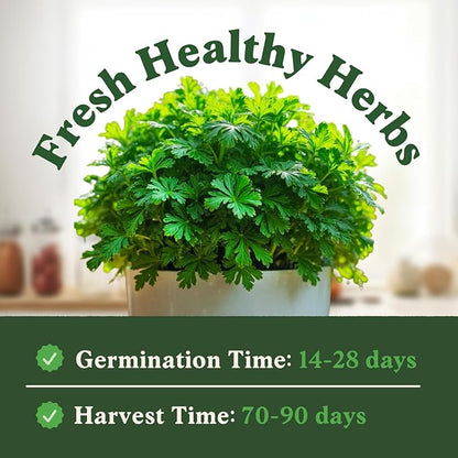 Seedboy Organic Parsley Seeds for Planting Indoor and Outdoor, Non-GMO and USDA Certified Herb Seed Packet for Hydroponic Garden Indoor or Planting Outdoors (Italian Parsley)