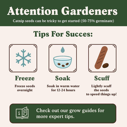 Seedboy Catnip Seeds for Planting Indoor and Outdoor, Non-GMO Herb Seed Packet for Hydroponic Garden Indoor or Planting Outdoors (Catnip)