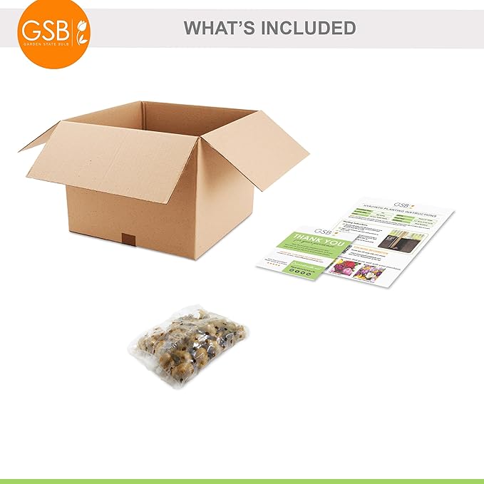 Garden State Bulb Muscari Grape Hyacinth Flower Bulbs, 8/9cm, Fall Planting (Bag of 50)