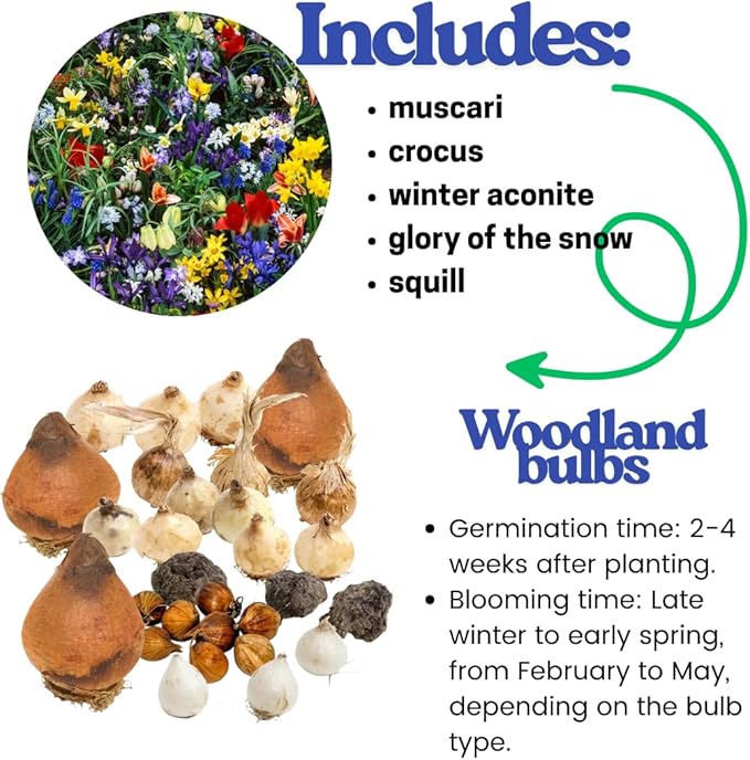 50 Days Blooms Mixed Flower Bulbs, Earliest Spring Blooms, Vibrant Colorful, Cold Hardy, Top Size Bulb for Easy Care, Flowerbeds