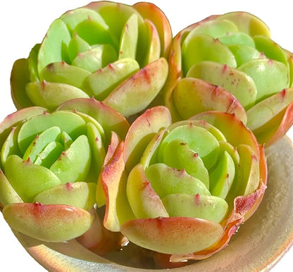 FWPP Live Succulents Plants Echeveria Peach Pride 3 inches,Rare Succulents Bare Root Without Pot Soil, Live Plants Indoor Office Decoration Wedding and Gift