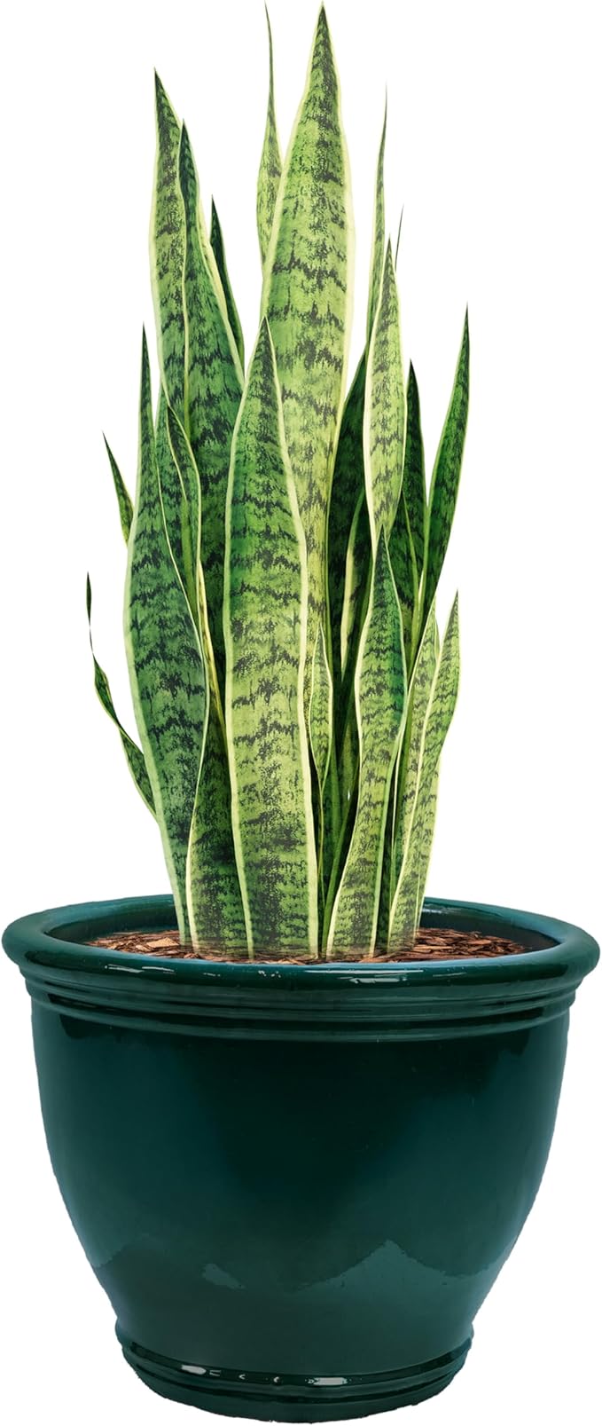 Sunnydaze Large Ceramic Plant Pot - Round Outdoor Glazed Ceramic Planter Pot with Drainage - Studio - Dark Green - 18.5"