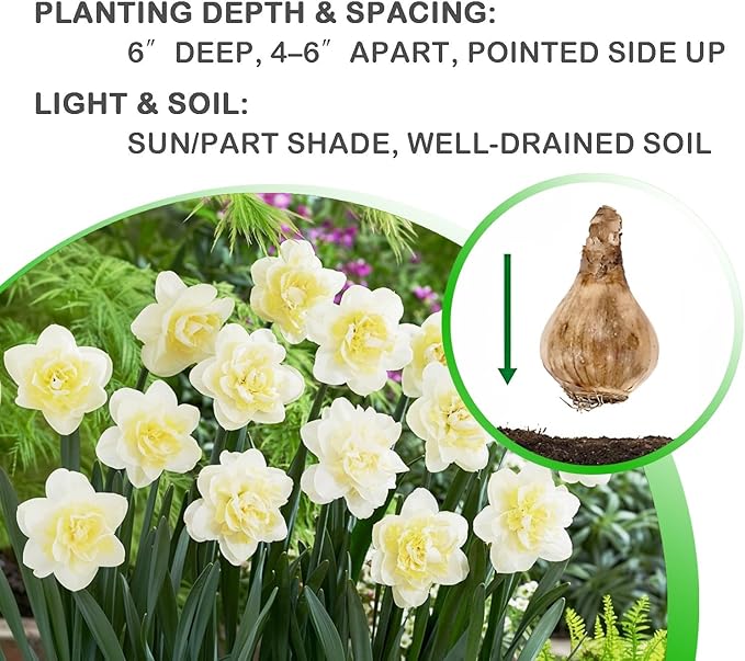 White Lion Daffodil Flowers- 5 Bulbs - Large Narcissus Blooms Crisp White Petals and Ruffled, Bi-Colored Yellow Centers - Spring Blooming Easy Growing Garden Perennials | Attracts Bees & Butterflies