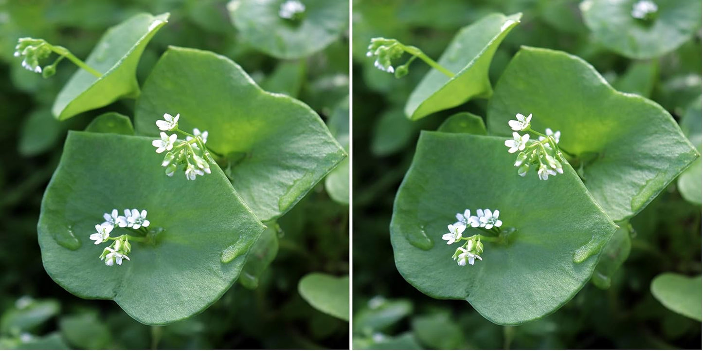 Outsidepride Winter Purslane Seeds for Planting - 5,000 Pcs Annual, Easy to Grow, Vitamin-Rich & Drought Tolerant Succulent Seeds for Culinary, Xeriscaping, Containers & Hanging Baskets (Pack of 2)