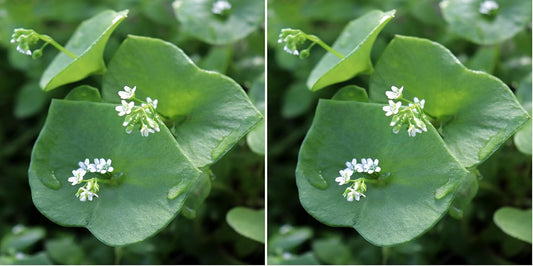 Outsidepride Winter Purslane Seeds for Planting - 5,000 Pcs Annual, Easy to Grow, Vitamin-Rich & Drought Tolerant Succulent Seeds for Culinary, Xeriscaping, Containers & Hanging Baskets (Pack of 2)