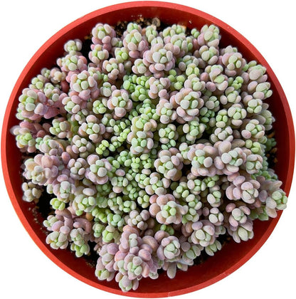 Sprout N Green 4" Sedum Dasyphyllum 'Minor', Live Succulent Fully Rooted in Pots, Rare House Plant for Home Office Indoor Outdoor Wedding Decoration, DIY Projects, Party Favor