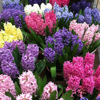 50 Mixed Hyacinth Bulbs – Fragrant Spring Flowers in Assorted Colors – Ideal for Beds & Containers – Bulk of Spring-Blooming Flowers – Easy Fall Planting - Plant in Gardens & Borders - Willard & May