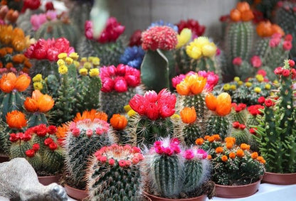 Seeds Cactus Exotic Mix/Beautiful Plant/Perennial Flower Succulents
