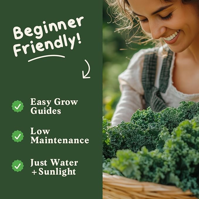 Seedboy Organic Kale Seeds for Planting Indoor and Outdoor, Non-GMO and USDA Certified Vegetable Seed Packet for Hydroponic Garden Indoor or Planting Outdoors (Blue Curled Scotch Kale)