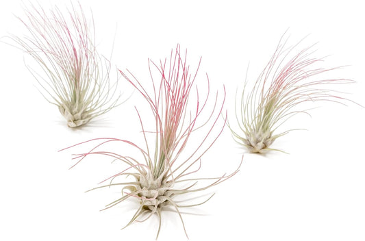 Fuchsia Colorful Tillandsia Air Plants - Long Lasting Color Enhanced Live Tillandsia Succulent House Plants - Home and Garden Decor - Easy Care Indoor/Outdoor Plants (Argentea Thin, Pack of 3)