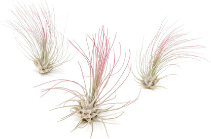 Fuchsia Colorful Tillandsia Air Plants - Long Lasting Color Enhanced Live Tillandsia Succulent House Plants - Home and Garden Decor - Easy Care Indoor/Outdoor Plants (Argentea Thin, Single)