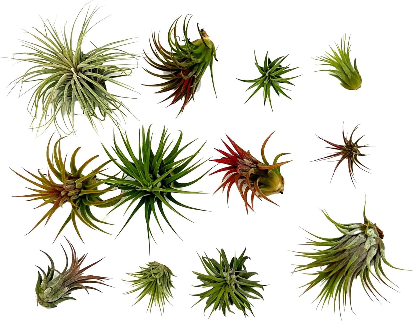 ragnaroc Air Plants - Tillandsia Ionantha Pack, Regular 1-3" - 12ct - Live Arrival Guaranteed - House Plants for Home Decor & Gift