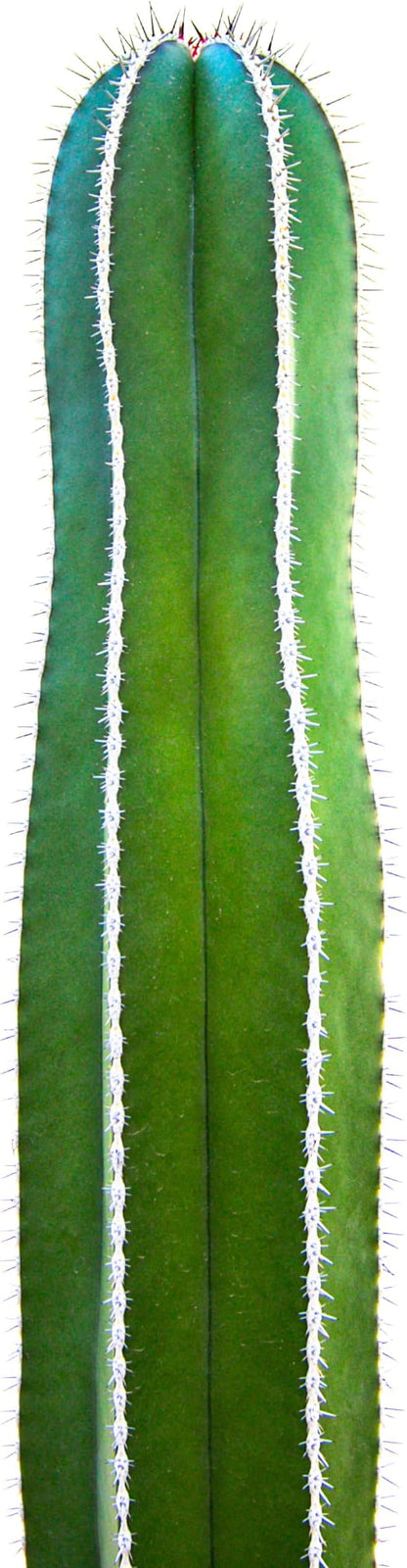 Cactus Outlet - Mexican Fence Post Cacti - Cactus Plants Live, 36”+ Live Plants Indoor & Outdoor Use, Rare Large Live Cactus - Landscape Ready Large Cactus Plant Live Delivered Right to Your Door