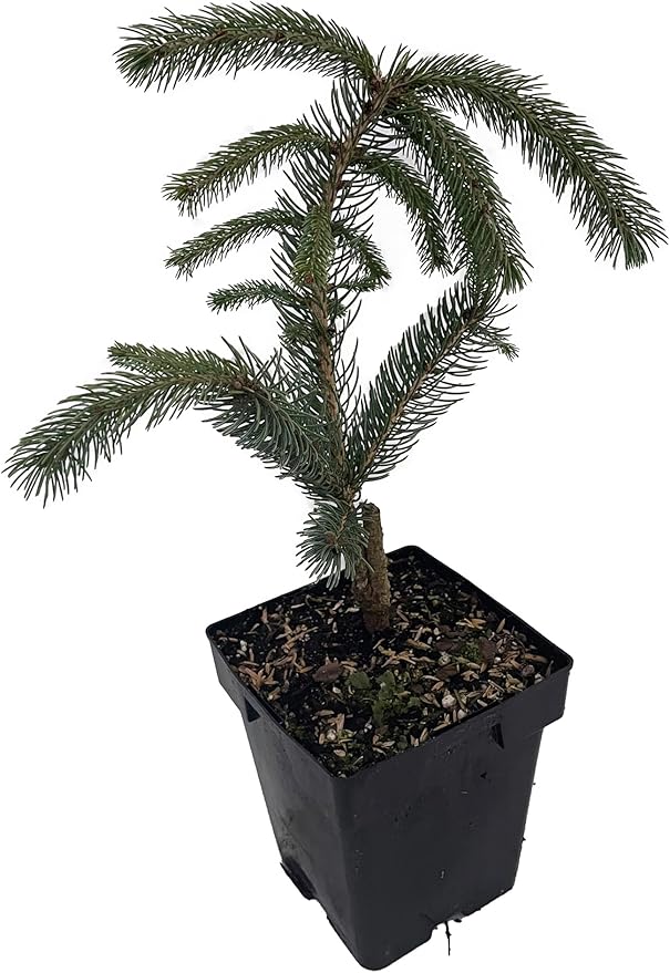 Weeping White Spruce Tree - Picea glauca Pendula - 5.5" Pot