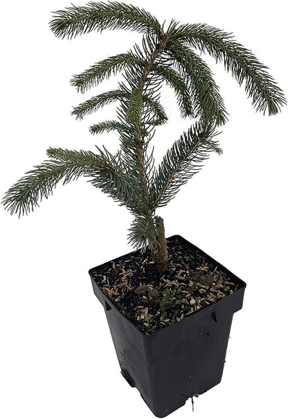 Weeping White Spruce Tree - Picea glauca Pendula - 5.5" Pot