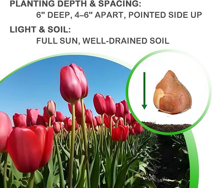 Giant Red Darwin Hybrid Tulips- 10 Bulbs – Premium Perennial Blooms | Tall, Vivid Scarlet Red Spring Flowers – Long-Lasting, for Outdoor Gardens & Fresh Cut Bouquets – Hardy Zones 3–8 (10 Bulbs)