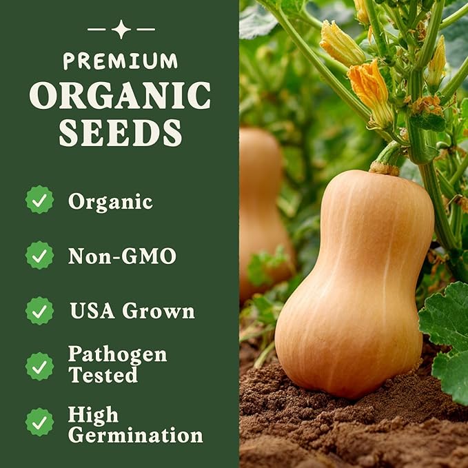 Seedboy Organic Winter Squash Seeds for Planting Indoor and Outdoor, Non-GMO and USDA Certified Vegetable Seed Packet for Hydroponic Garden Indoor or Planting Outdoors (Butternut Squash)
