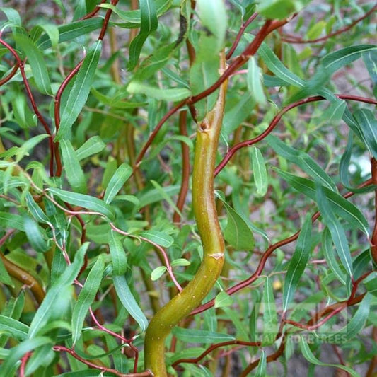 Scarlet Curls Corkscrew Weeping Willow - Live Plant - (2.5 QT)