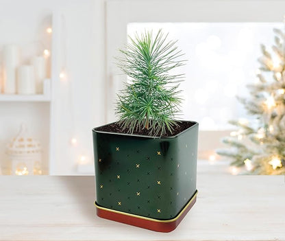 BUZZY Seeds Holiday Spruce Square Tin Grow Kit 2-Pack – Indoor Mini Spruce Tree Starter Kit for Plant Lovers – DIY Gardening, Stocking Stuffers, Party Favors, and Classroom Projects