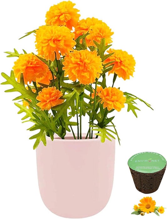 Hydroponic Growing Kit, Self-Watering Garden Starter Kit with Pink Ceramic Pot and Seeds, (Marigold)